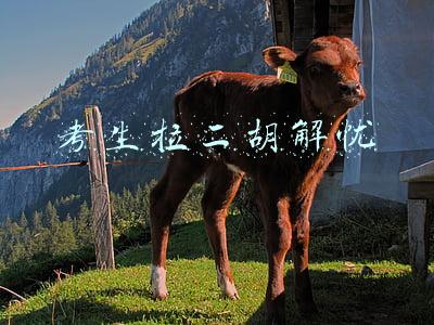 拉二胡还是吹二胡(如果只为培养孩子一个音乐类的爱好，你会选择哪一种乐器？)