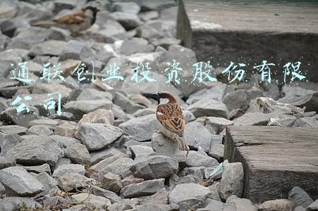 通联创业投资股份有限公司