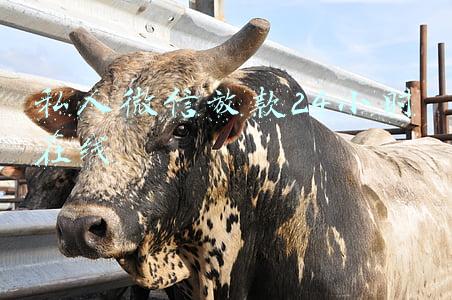 深圳私人微信放款24小时在线(各种App都在放贷：你没钱？跟我借)
