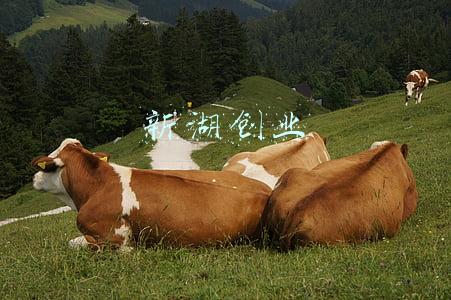 新湖创业