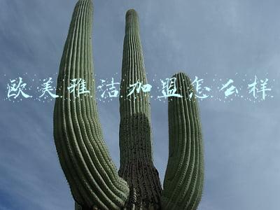 个性欧美大图(低调奢华的欧美情绪人像，黑童话中透着优雅)