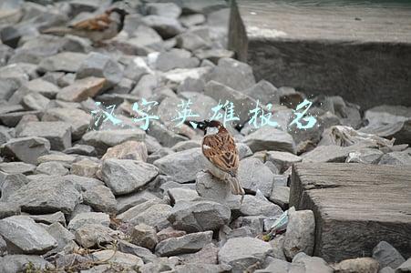 汉字英雄报名多少钱(9岁高考女神童父亲办私塾，承认履历造假“都是为了生存”)