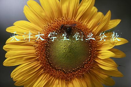 天津大学生创业贷款能贷多少钱(天津：六类应届毕业生可领求职创业补贴 每人3000元限领一次)