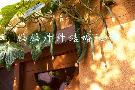 鹏鹏丹丹结婚视频直播(结婚家具送来了，婚房在鹏鹏和丹丹的精心布置下，真温馨)