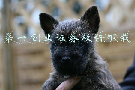 第一创业证券软件下载