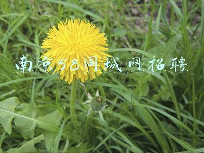 南京58同城网招聘