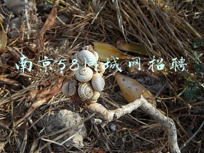 南京58同城网招聘