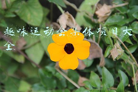 趣味运动会集体项目大全