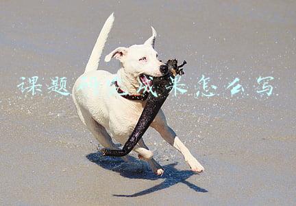 课题研究成果怎么写
