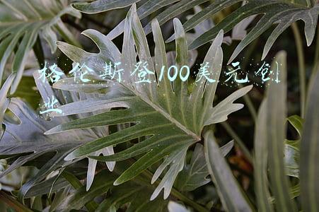 格伦斯登100美元创业