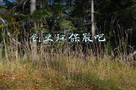 创业环保股票行情(李婷：返乡创业十年，成为“被透支”的小镇青年？)