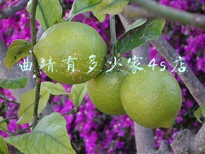 曲靖云鑫一汽大众4s店，曲靖云鑫一汽大众4s店地址