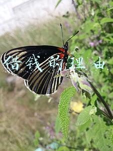 借钱的理由