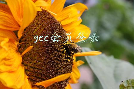 gec会员登录中文(GEC最新操作流程-2019.3.28)