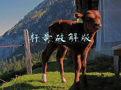 轩哥破解版