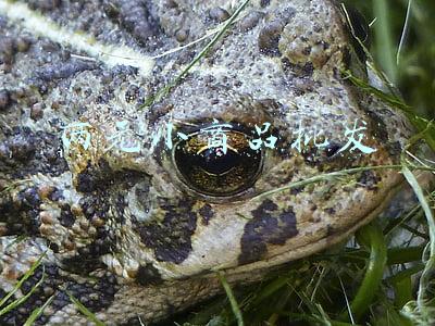 两元小商品批发