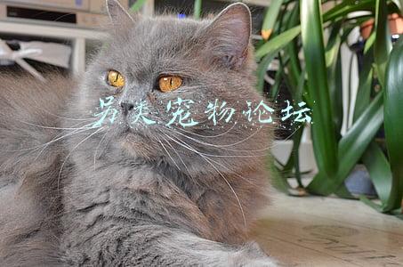 另类宠物有哪些(另类宠物有哪些 介绍一些另类宠物)