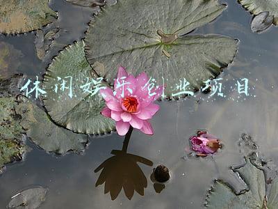农家乐休闲娱乐项目(两年，数千个行业人，他们一致认为这8类活动在休闲农庄能玩)