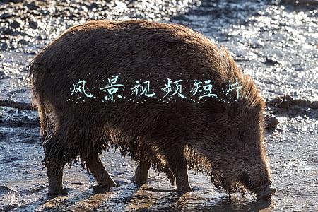 伤感风景视频短片(悲伤的雪片)