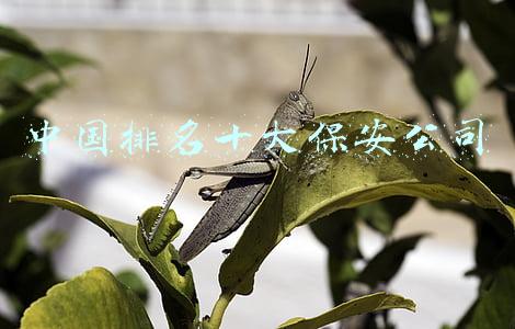 中国排名十大保安公司