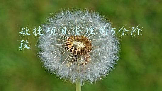 敏捷项目管理的5个阶段