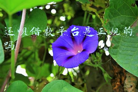 还呗借款平台是正规的吗