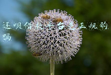 还呗借款平台是正规的吗
