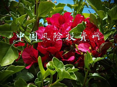 中国风险投资网官网(界面新闻2021中国顶级风险投资机构揭晓，红杉中国、深创投、IDG资本位居前三)