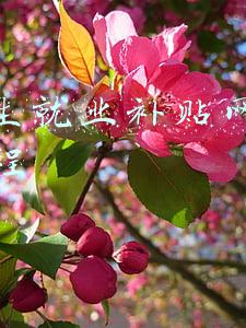 大学生就业补贴网上申请流程