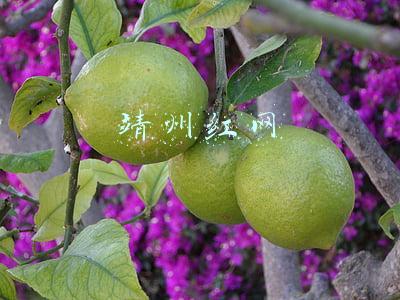 靖州红网