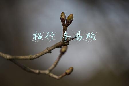 招行 车易购