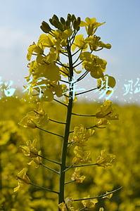 招行 车易购