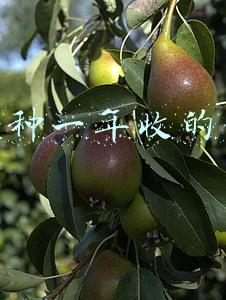 一年种一年收的药材