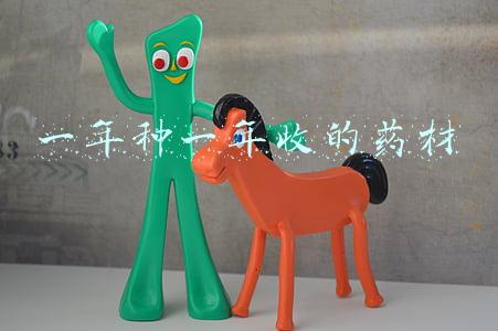 一年种一年收的药材价格表(农村一年种一年收的药材有哪些？了解六种药材年收入过万)