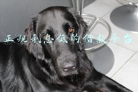 正规低利率借款平台(认清套路！警惕“无抵押、低利率”网贷平台！)