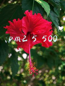 pm2 5 500