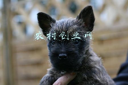 农村创业网