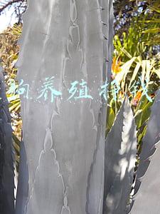 肉狗养殖挣钱吗