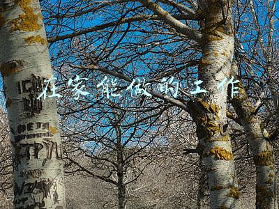 在家能做的工作