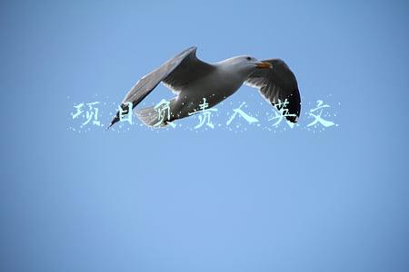 项目负责人英文