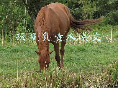 项目负责人英文