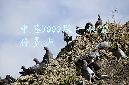 中签1000股一般能挣多少19.870(中一签赚22万！今年“最牛新股”来了)