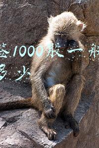 中签1000股一般能挣多少