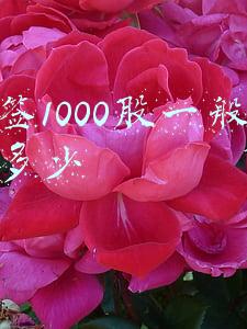 中签1000股一般能挣多少
