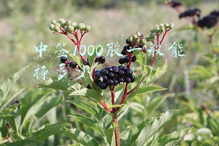 中签1000股一般能挣多少