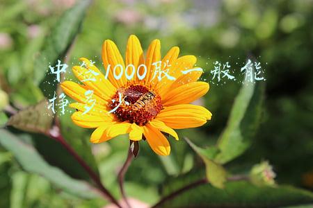 中签1000股一般能挣多少