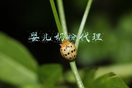婴儿奶粉代理