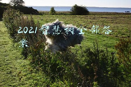 2021智慧树全部答案基础化学及分析(上)(2021年中国十大海洋科技进展揭晓)