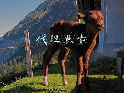代理点卡