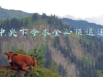 中央下令本金必须退还